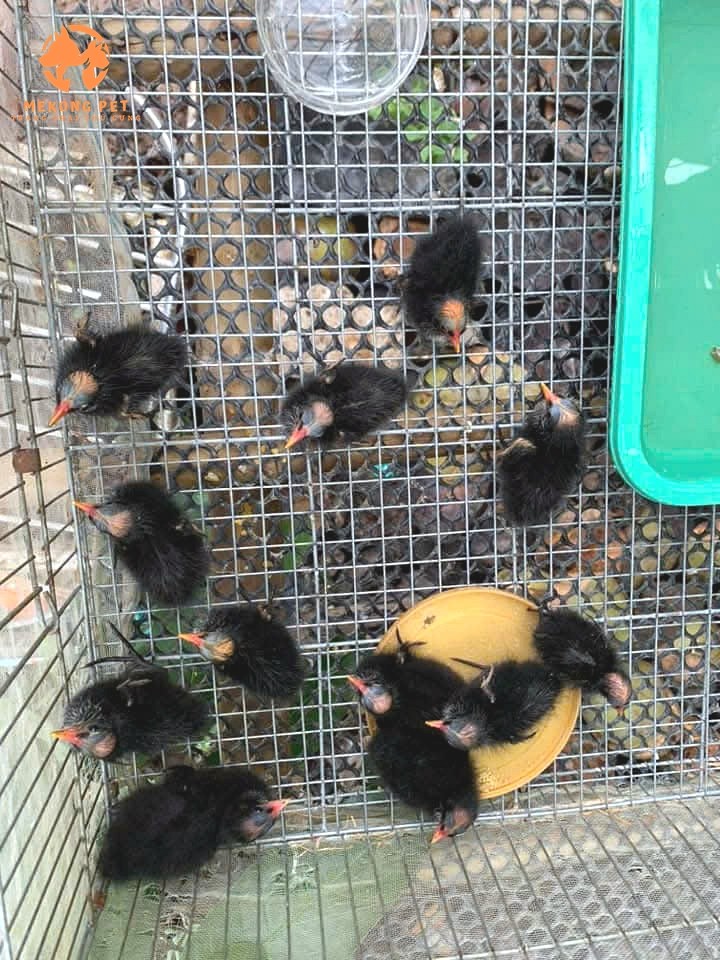 Mua Bán Chim Trích Ré Giá Tốt, Chất Lượng Uy Tín